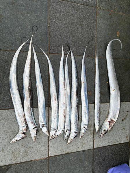 久しぶりの釣り〜