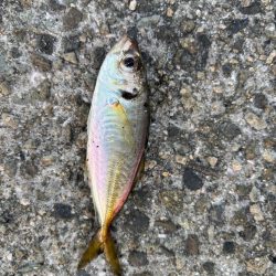 ジグサビキ　21