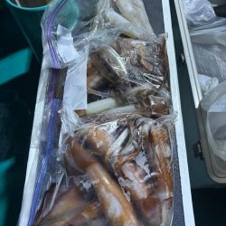 和歌山イカメタル