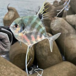 シオ、ツバス、イトヒキアジ