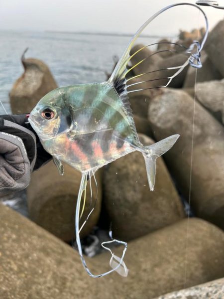 シオ、ツバス、イトヒキアジ