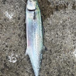 ライトショアジギング