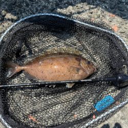 2週連続フカセ釣り