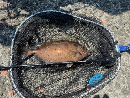 2週連続フカセ釣り