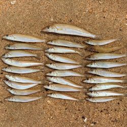 京丹後にて定番キス釣り