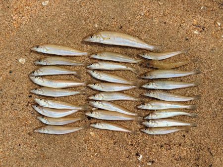 京丹後にて定番キス釣り