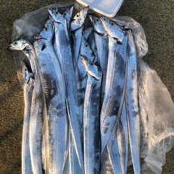 タチウオ F3.5は、F2と引きがちゃいま…