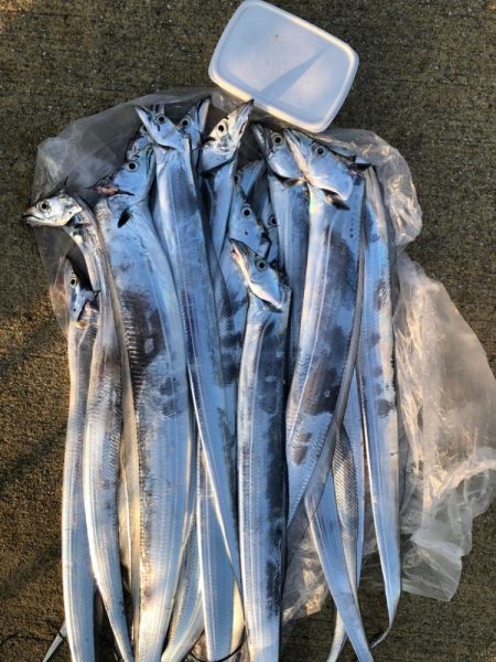 タチウオ F3.5は、F2と引きがちゃいま…