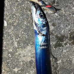 恒例淡路島タチウオ