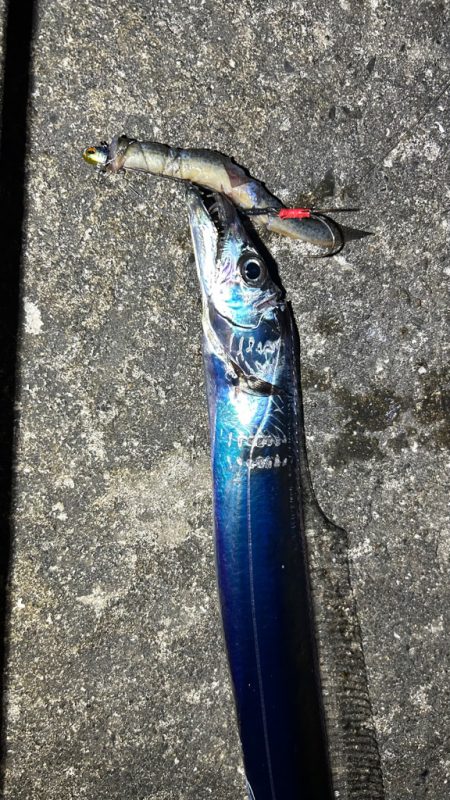 恒例淡路島タチウオ