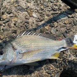 猛暑のシロギスタ