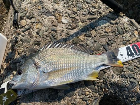 猛暑のシロギスタ