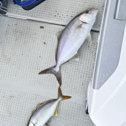 アジ/落とし込み