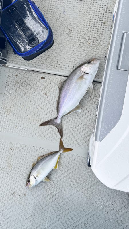 アジ/落とし込み