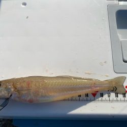 シロギスタ:大盛ポテチチャリコ