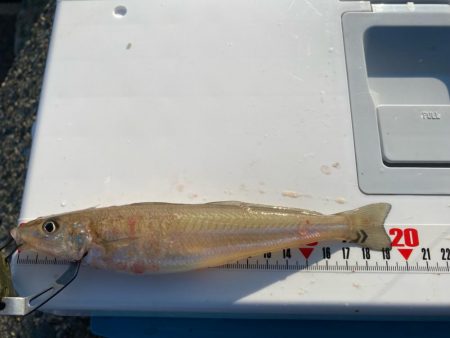 シロギスタ:大盛ポテチチャリコ