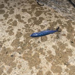 飛魚とキジハタ