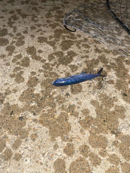 飛魚とキジハタ