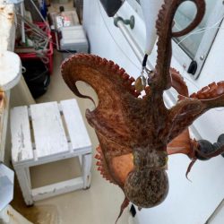 タコキロアップ