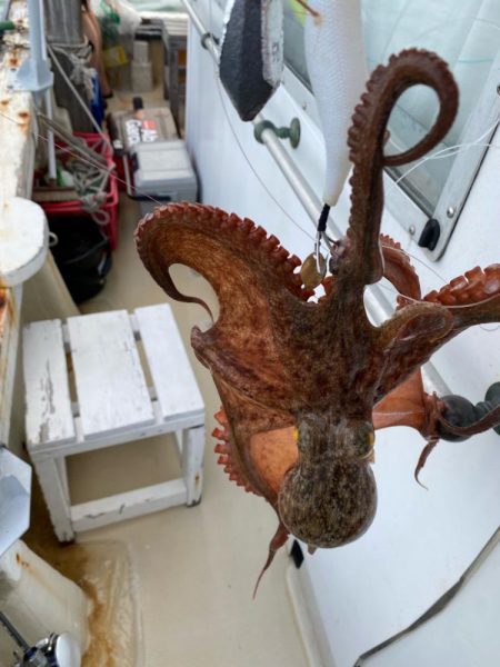 タコキロアップ