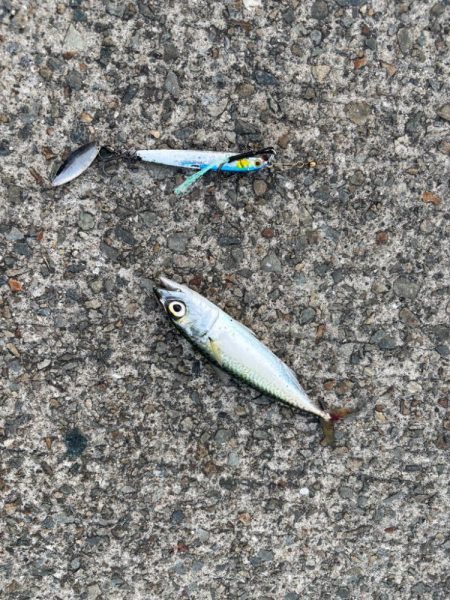 ジグサビキ　23