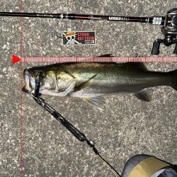 釣れない時はいないんじゃなくてボトムネチリンコ!