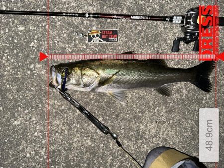 釣れない時はいないんじゃなくてボトムネチリンコ!