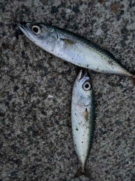 ジグサビキ　12