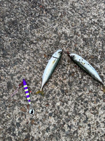 ジグサビキ　17