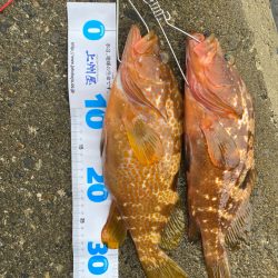 キジハタゲーム