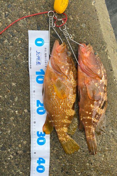 キジハタゲーム