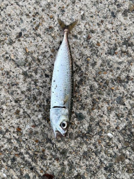 ジグサビキ　14