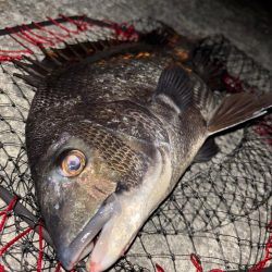 ヘチってきました