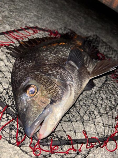 ヘチってきました