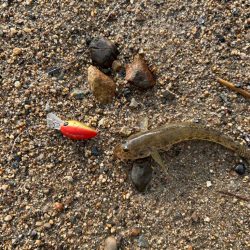 今日も淀川で…