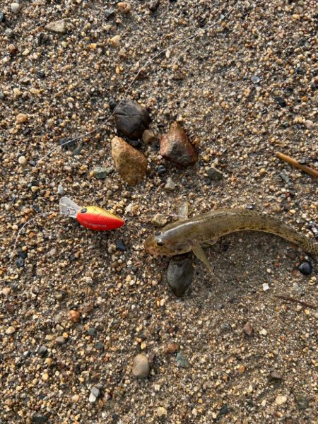 今日も淀川で…