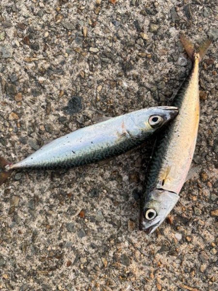 ジグサビキ　15