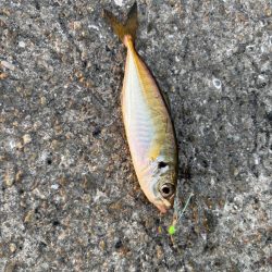 ジグサビキ　22