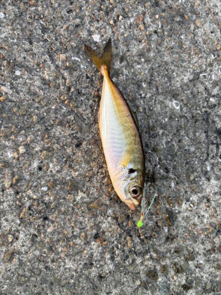 ジグサビキ　22