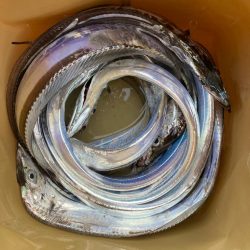 朝マズメの太刀魚調査で9匹GET