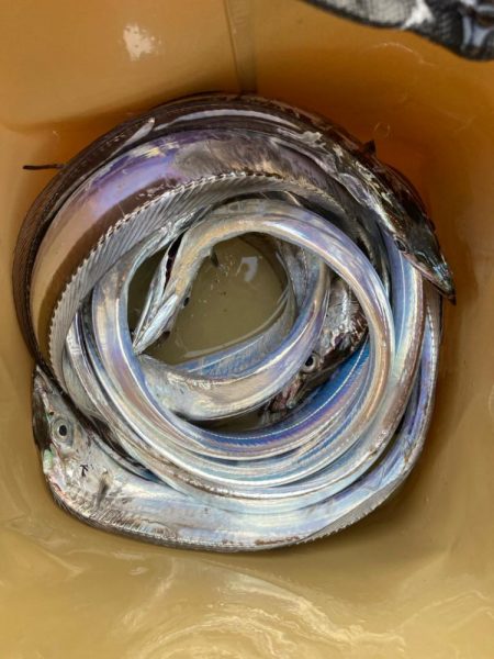 朝マズメの太刀魚調査で9匹GET