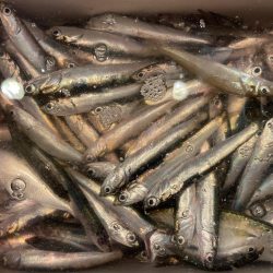 無限イワシと、キス