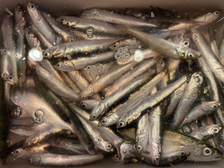 無限イワシと、キス