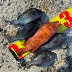 外道でしたが、、