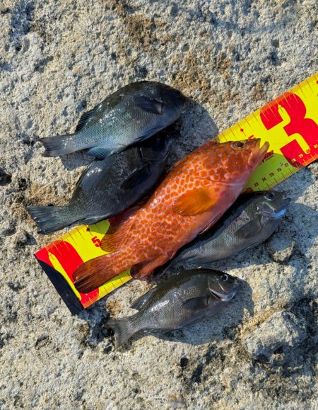 外道でしたが、、