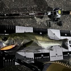 ダイソーベイトリール検証失敗!