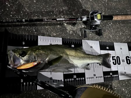 ダイソーベイトリール検証失敗!