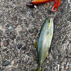 夕マヅメロックフィッシュ!