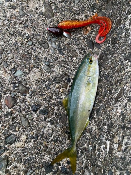 夕マヅメロックフィッシュ！