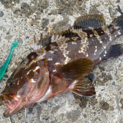 デイアコウがんばる・・・アコウ１